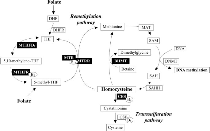 Diagram of the methylation cycle showing folate, MTHFR, homocysteine, and the remethylation and transsulfuration pathways
